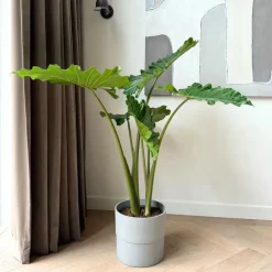 Kamerplanten-Plant in a Box Olifantsoor - Alocasia 'Portodora' - Hoogte 110-120cm - ⌀32cm