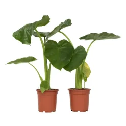 Plant in a Box Olifantsoor - Set van 2 - Alocasia 'Macrorrhizos' - Hoogte 60-70cm - ⌀17cm