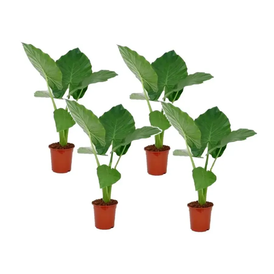 Plant in a Box Olifantsoor - Set van 4 - Alocasia 'Macrorrhizos' - Hoogte 60-70cm - ⌀17cm