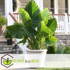 Plant in a Box Olifantsoor - Set van 4 - Alocasia 'Macrorrhizos' - Hoogte 60-70cm - ⌀17cm
