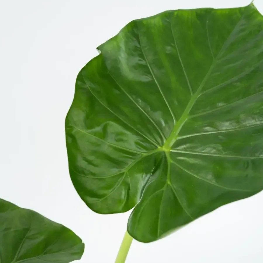 Plant in a Box Olifantsoor - Set van 4 - Alocasia 'Macrorrhizos' - Hoogte 60-70cm - ⌀17cm