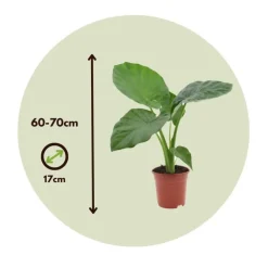 Plant in a Box Olifantsoor - Set van 4 - Alocasia 'Macrorrhizos' - Hoogte 60-70cm - ⌀17cm