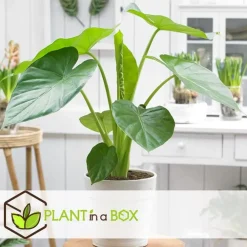Plant in a Box Olifantsoor - Set van 4 - Alocasia 'Macrorrhizos' - Hoogte 60-70cm - ⌀17cm