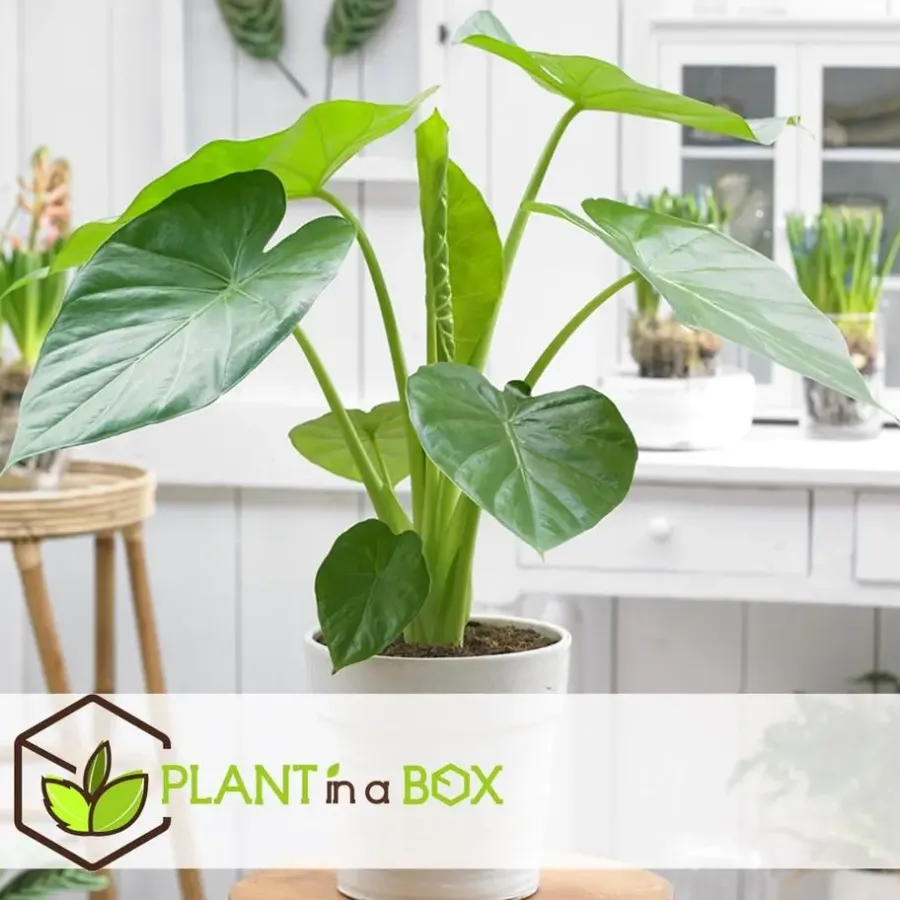 Plant in a Box Olifantsoor - Set van 4 - Alocasia 'Macrorrhizos' - Hoogte 60-70cm - ⌀17cm