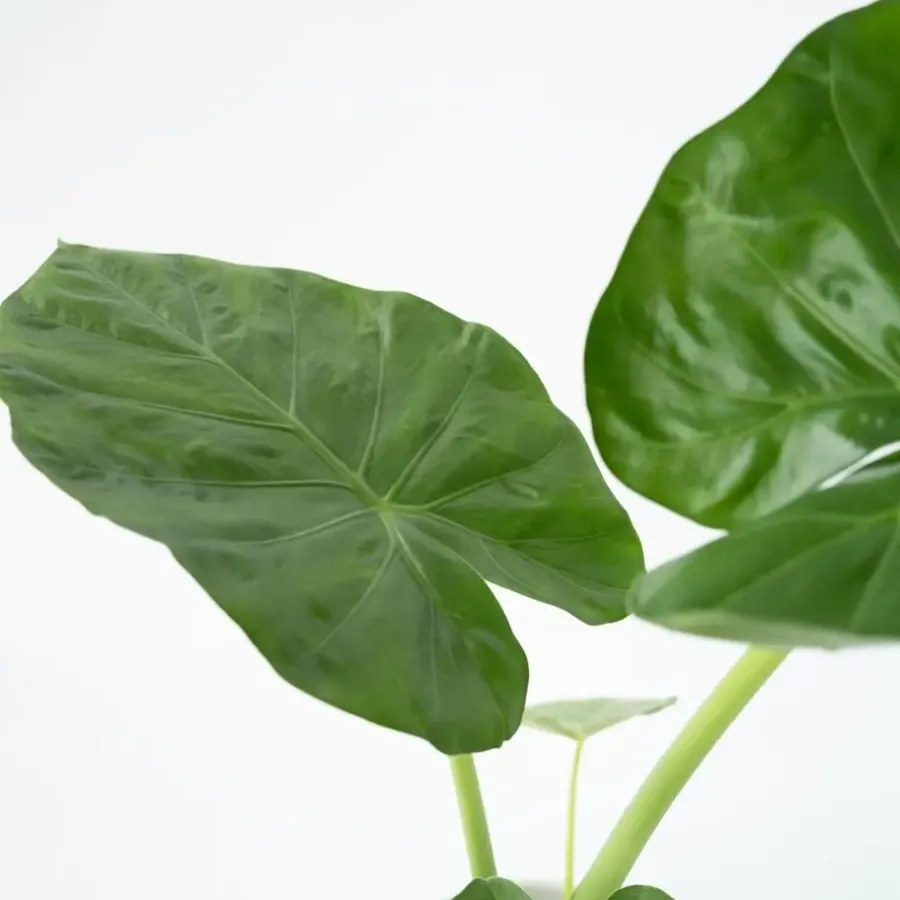 Plant in a Box Olifantsoor - Set van 4 - Alocasia 'Macrorrhizos' - Hoogte 60-70cm - ⌀17cm