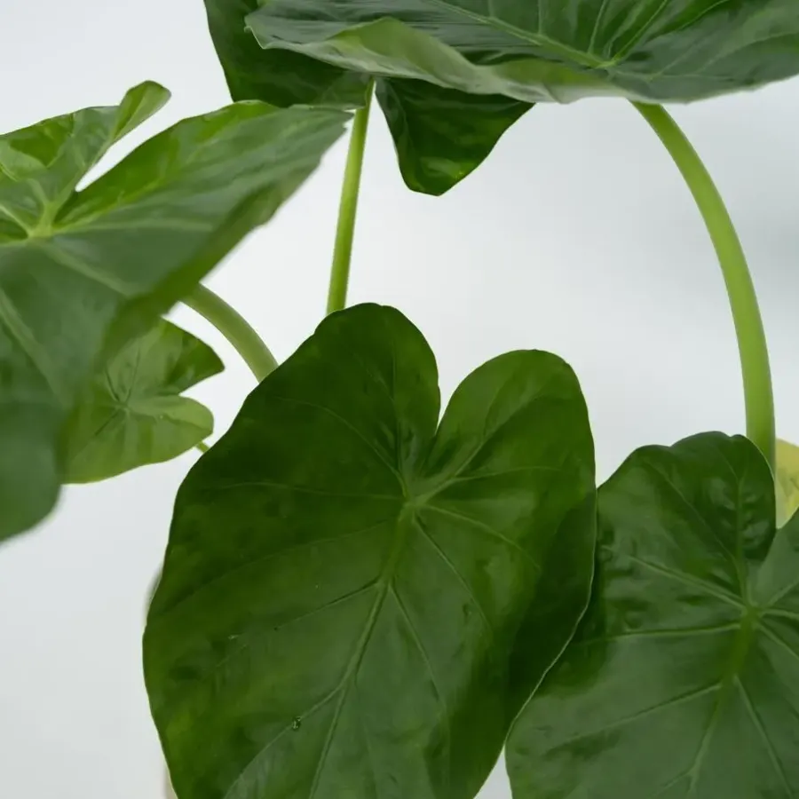 Plant in a Box Olifantsoor - Set van 4 - Alocasia 'Macrorrhizos' - Hoogte 60-70cm - ⌀17cm
