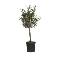 Planten|Bomen-Plant in a Box Olijfboom - Olea europaea - Hoogte 60-70cm - ⌀17cm