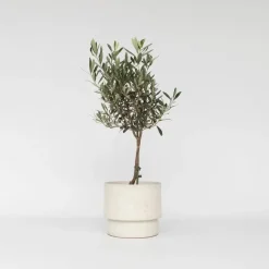 Planten|Bomen-Plant in a Box Olijfboom - Olea europaea - Hoogte 60-70cm - ⌀17cm