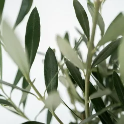 Planten|Bomen-Plant in a Box Olijfboom - Olea europaea - Hoogte 60-70cm - ⌀17cm