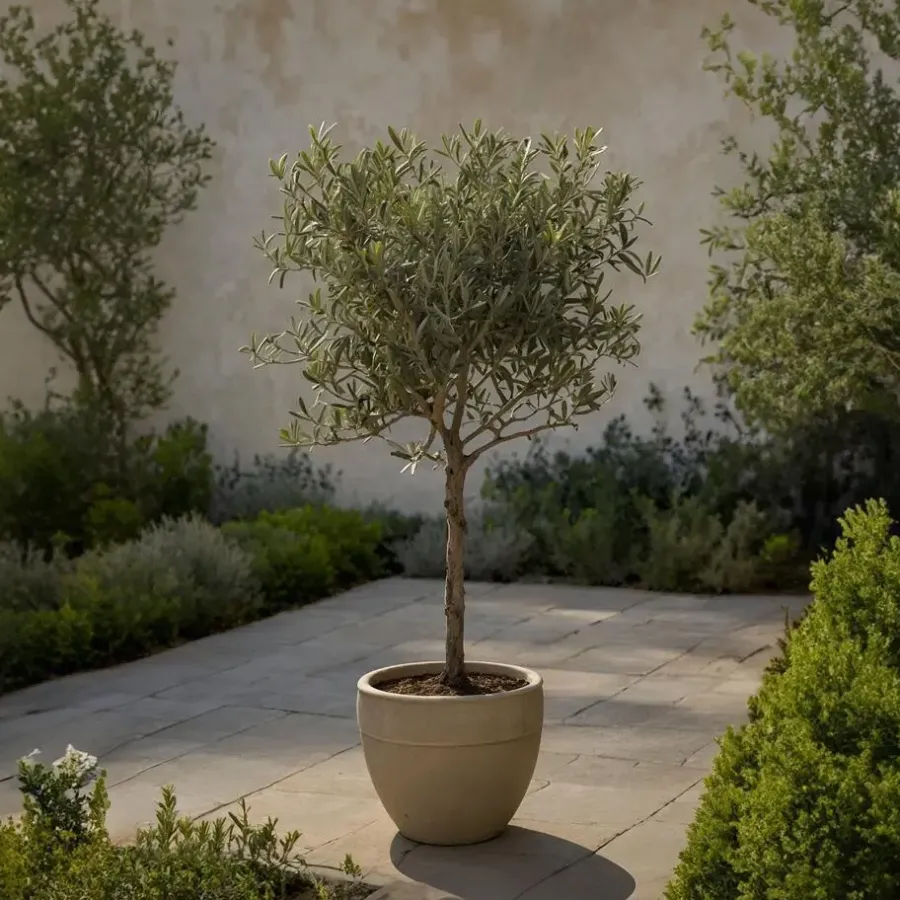 Planten|Bomen-Plant in a Box Olijfboom - Olea europaea - Hoogte 60-70cm - ⌀17cm