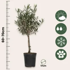 Planten|Bomen-Plant in a Box Olijfboom - Olea europaea - Hoogte 60-70cm - ⌀17cm