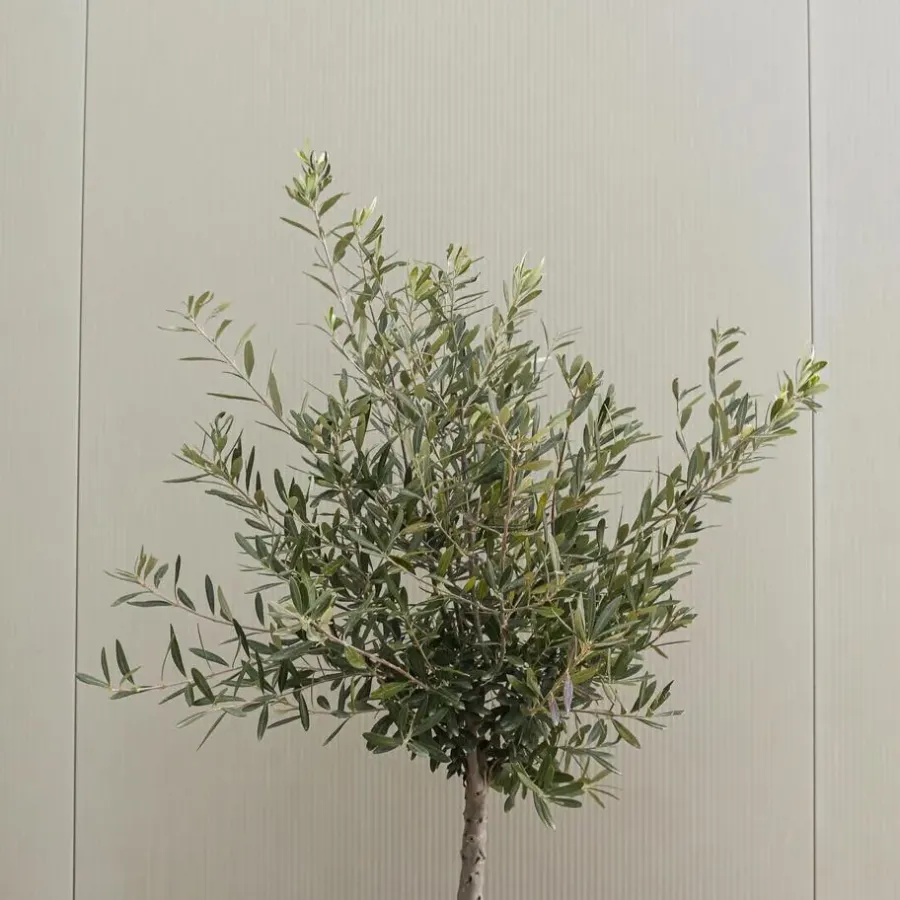 Planten|Bomen-Plant in a Box Olijfboom - Olea europaea - Hoogte 60-70cm - ⌀17cm