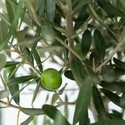 Planten|Bomen-Plant in a Box Olijfboom - Olea europaea - Hoogte 60-70cm - ⌀17cm