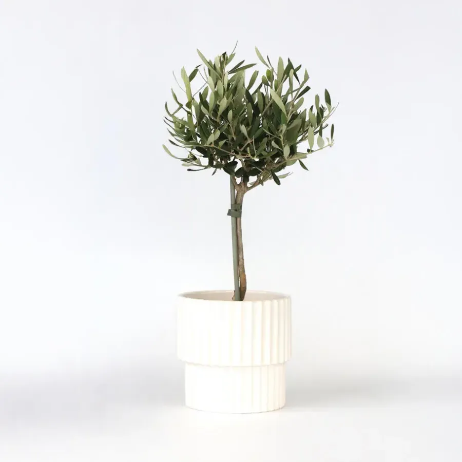 Plant in a Box Olijfboom - Olea europaea - Hoogte 45-55cm - ⌀14cm