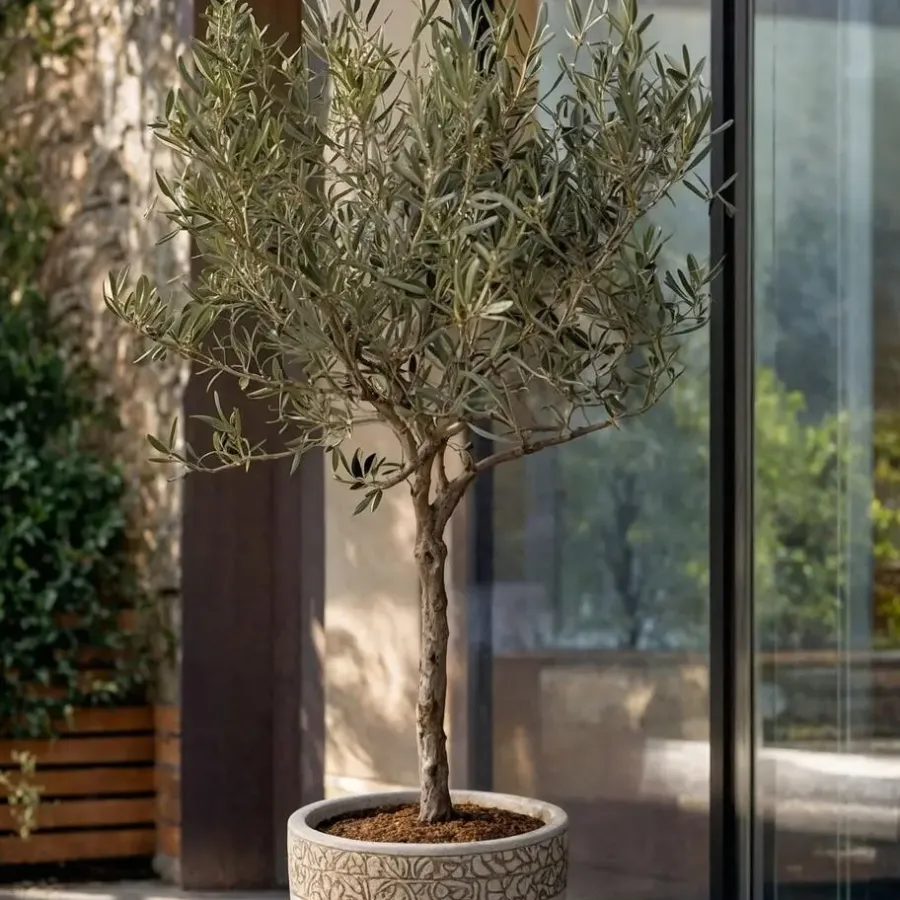 Plant in a Box Olijfboom - Olea europaea - Hoogte 45-55cm - ⌀14cm