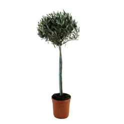 Planten|Bomen-Plant in a Box Olijfboom - Olea europaea - Hoogte 155-170cm - ⌀19cm