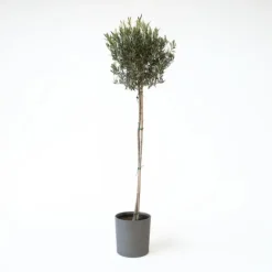 Planten|Bomen-Plant in a Box Olijfboom - Olea europaea - Hoogte 155-170cm - ⌀19cm