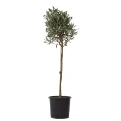 Plant in a Box Olijfboom - Olea europaea - Hoogte 90-100cm - ⌀21cm