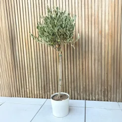 Plant in a Box Olijfboom - Olea europaea - Hoogte 90-100cm - ⌀21cm