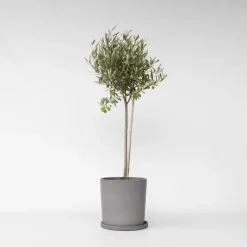 Plant in a Box Olijfboom - Olea europaea - Hoogte 80-90cm - ⌀19cm