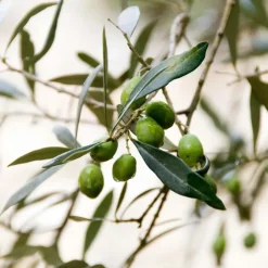 Plant in a Box Olijfboom - Olea europaea - Hoogte 80-90cm - ⌀19cm