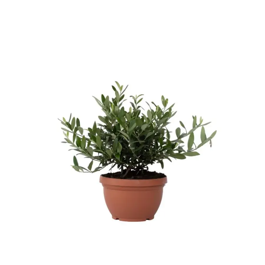 Planten|Bomen-Plant in a Box Olijfboom - Olea europaea - Hoogte 30-40cm - ⌀21cm