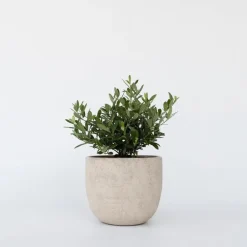 Planten|Bomen-Plant in a Box Olijfboom - Olea europaea - Hoogte 30-40cm - ⌀21cm