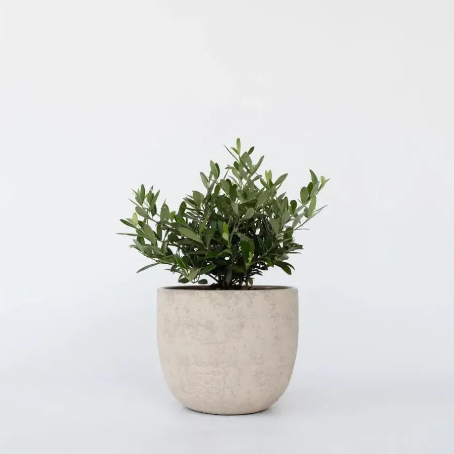 Planten|Bomen-Plant in a Box Olijfboom - Olea europaea - Hoogte 30-40cm - ⌀21cm