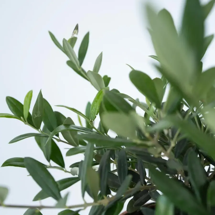 Planten|Bomen-Plant in a Box Olijfboom - Olea europaea - Hoogte 30-40cm - ⌀21cm