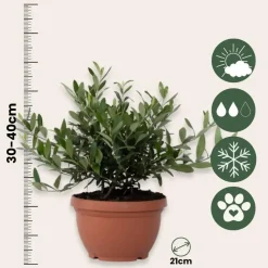 Planten|Bomen-Plant in a Box Olijfboom - Olea europaea - Hoogte 30-40cm - ⌀21cm