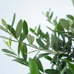 Planten|Bomen-Plant in a Box Olijfboom - Olea europaea - Hoogte 30-40cm - ⌀21cm