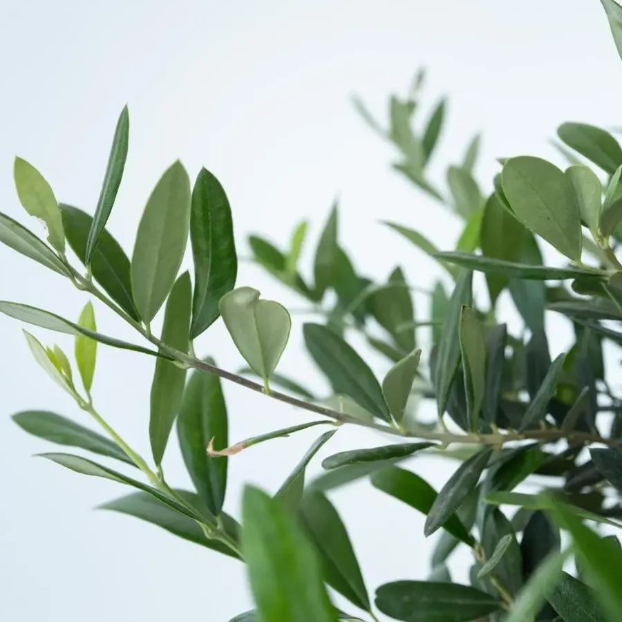 Planten|Bomen-Plant in a Box Olijfboom - Olea europaea - Hoogte 30-40cm - ⌀21cm