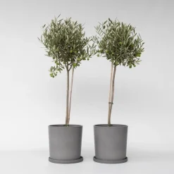 Plant in a Box Olijfboom - Set van 2 - Olea europaea - Hoogte 80-90cm - ⌀19cm