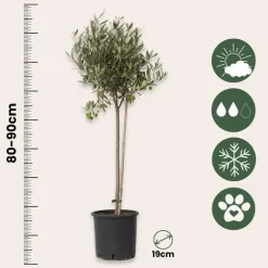 Plant in a Box Olijfboom - Set van 2 - Olea europaea - Hoogte 80-90cm - ⌀19cm