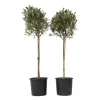 Planten|Bomen-Plant in a Box Olijfboom - Set van 2 - Olea europaea - Hoogte 90-100cm - ⌀21cm
