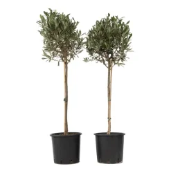 Planten|Bomen-Plant in a Box Olijfboom - Set van 2 - Olea europaea - Hoogte 90-100cm - ⌀21cm