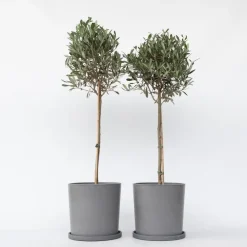 Planten|Bomen-Plant in a Box Olijfboom - Set van 2 - Olea europaea - Hoogte 90-100cm - ⌀21cm