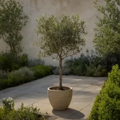 Planten|Bomen-Plant in a Box Olijfboom - Set van 2 - Olea europaea - Hoogte 90-100cm - ⌀21cm