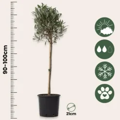 Planten|Bomen-Plant in a Box Olijfboom - Set van 2 - Olea europaea - Hoogte 90-100cm - ⌀21cm
