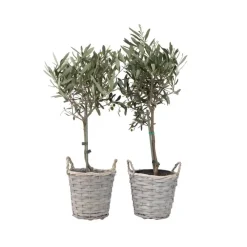 Bomen-Plant in a Box Olijfboom - Set van 2 - Olea europaea - Hoogte 50-60cm - ⌀14cm