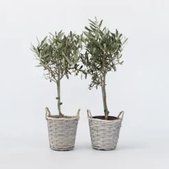 Bomen-Plant in a Box Olijfboom - Set van 2 - Olea europaea - Hoogte 50-60cm - ⌀14cm