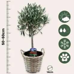 Bomen-Plant in a Box Olijfboom - Set van 2 - Olea europaea - Hoogte 50-60cm - ⌀14cm