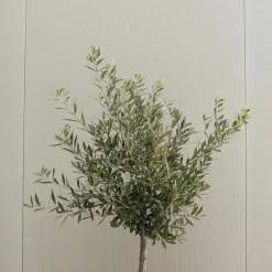 Bomen-Plant in a Box Olijfboom - Set van 2 - Olea europaea - Hoogte 50-60cm - ⌀14cm