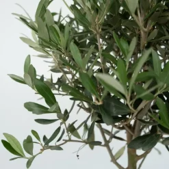 Bomen-Plant in a Box Olijfboom - Set van 2 - Olea europaea - Hoogte 50-60cm - ⌀14cm