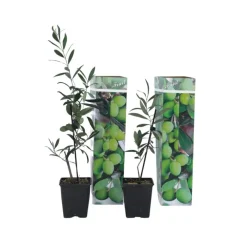 Planten|Bomen-Plant in a Box Olijfboom - Set van 2 - Olea europaea - Hoogte 25-40cm - ⌀9cm