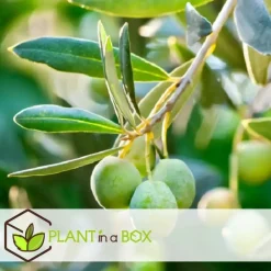 Planten|Bomen-Plant in a Box Olijfboom - Set van 2 - Olea europaea - Hoogte 25-40cm - ⌀9cm