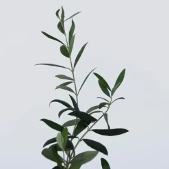 Planten|Bomen-Plant in a Box Olijfboom - Set van 2 - Olea europaea - Hoogte 25-40cm - ⌀9cm