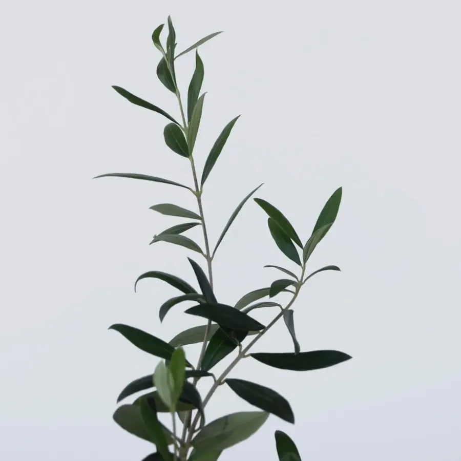 Planten|Bomen-Plant in a Box Olijfboom - Set van 2 - Olea europaea - Hoogte 25-40cm - ⌀9cm