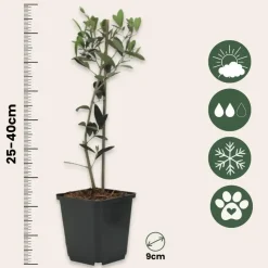 Planten|Bomen-Plant in a Box Olijfboom - Set van 2 - Olea europaea - Hoogte 25-40cm - ⌀9cm