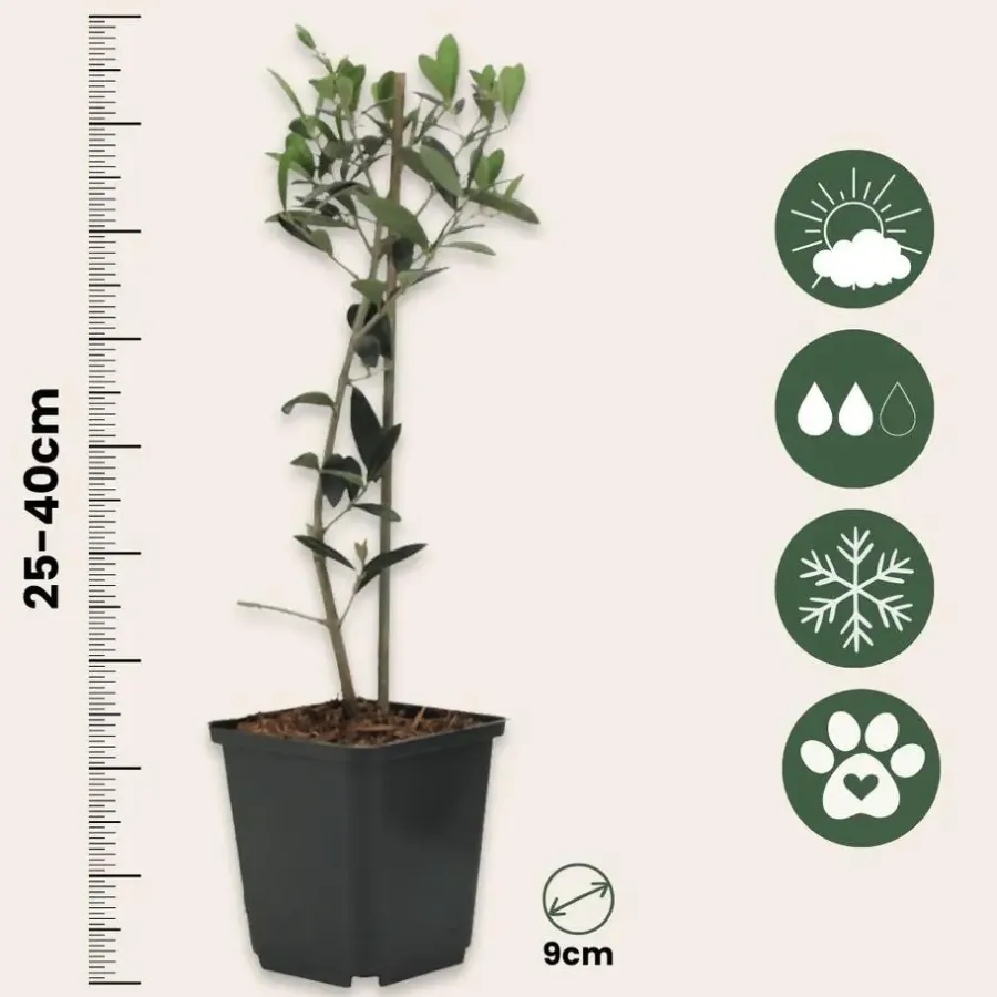 Planten|Bomen-Plant in a Box Olijfboom - Set van 2 - Olea europaea - Hoogte 25-40cm - ⌀9cm